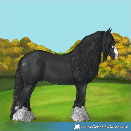 Horse Color:Black 
