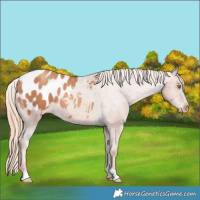 Horse Color:Gold Champagne Blanket 