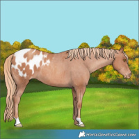 Horse Color:Gold Champagne Appaloosa 