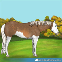 Horse Color:Chocolate Palomino Splash