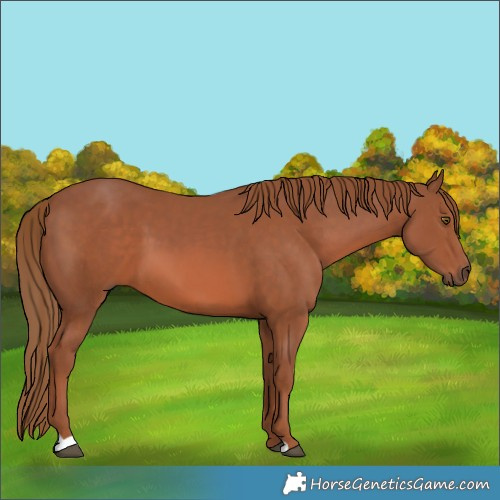 Horse Color:Chestnut 