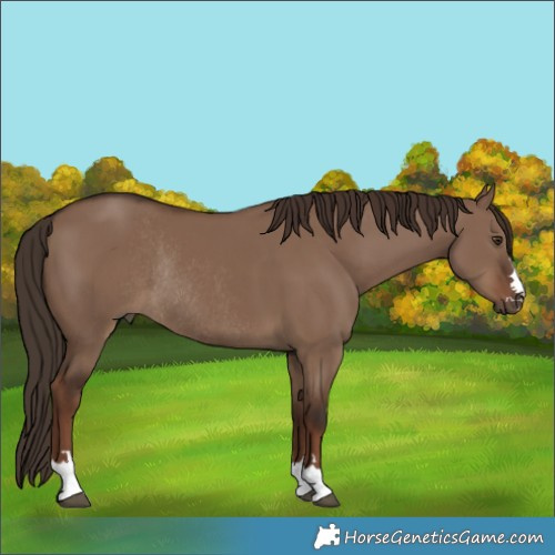 Horse Color:Liver Red Dun Rabicano 