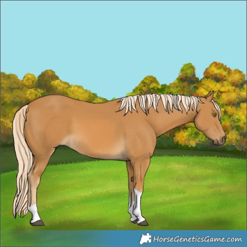 Horse Color:Palomino Tobiano 