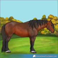 Horse Color:Bay 