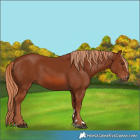 Horse Color:Chestnut 