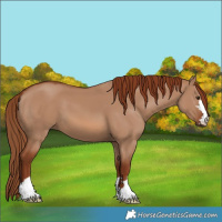 Horse Color:Red Dun 