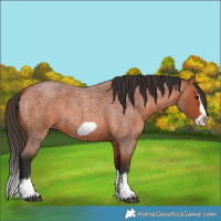Horse Color:Bay Roan Splash Frame 