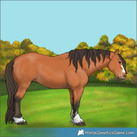 Horse Color:Bay 