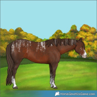 Horse Color:Powder White Liver Chestnut 