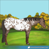 Horse Color:Liver Red Dun Appaloosa Rabicano
