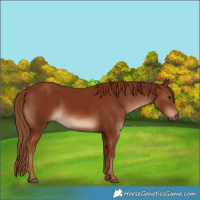 Horse Color:Chestnut 
