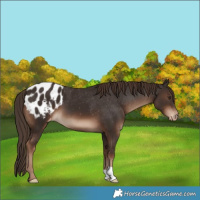 Horse Color:Liver Chestnut Appaloosa 