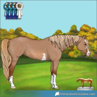 Horse Color:Red Dun 