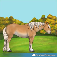 Horse Color:Palomino