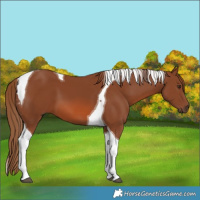 Horse Color:Chestnut Tobiano