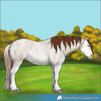 Horse Color:Red Dun Roan Splash Rabicano 
