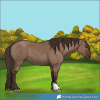 Horse Color:Liver Red Dun 