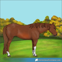 Horse Color:Chestnut Tobiano 