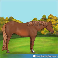 Horse Color:Chestnut 