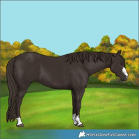 Horse Color:Liver Chestnut 