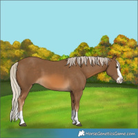 Horse Color:Chocolate Palomino Splash