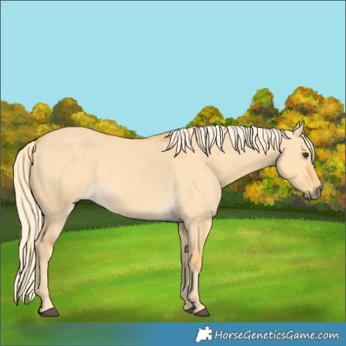 Horse Color:Palomino Dun 