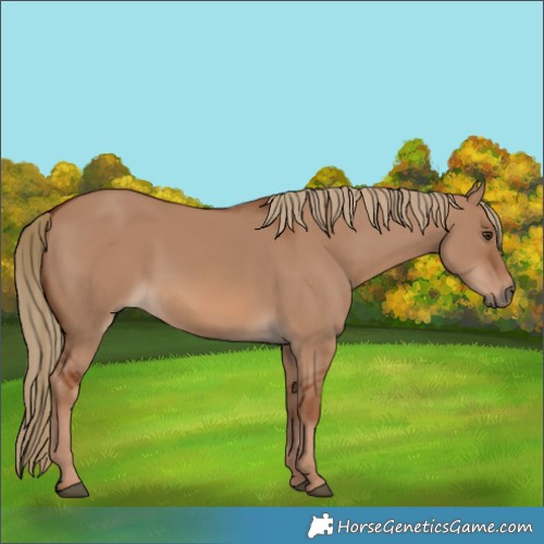 Horse Color:Red Dun 