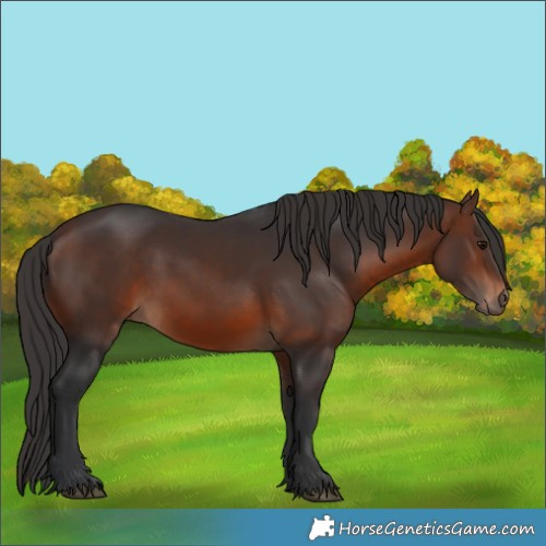 Horse Color:Brown 