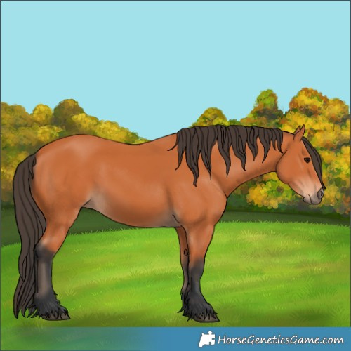 Horse Color:Bay 