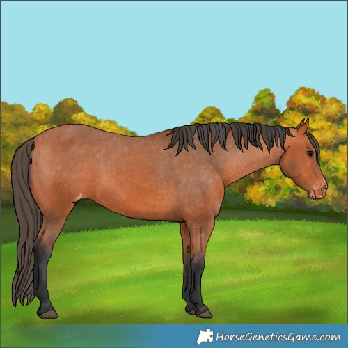 Horse Color:Unknown 