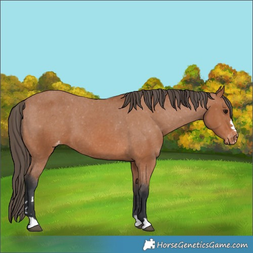Horse Color:Unknown 