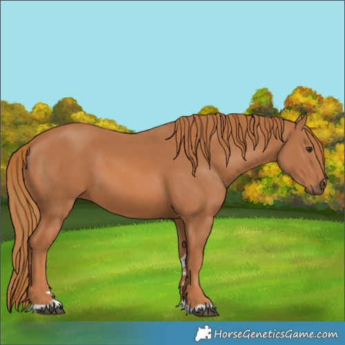 Horse Color:Chestnut 