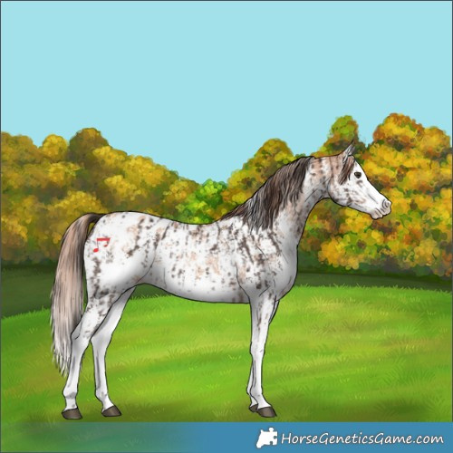 Horse Color:Liver Chestnut Sabino Splash Appaloosa  and Gold Champagne Sabino Splash Appaloosa 