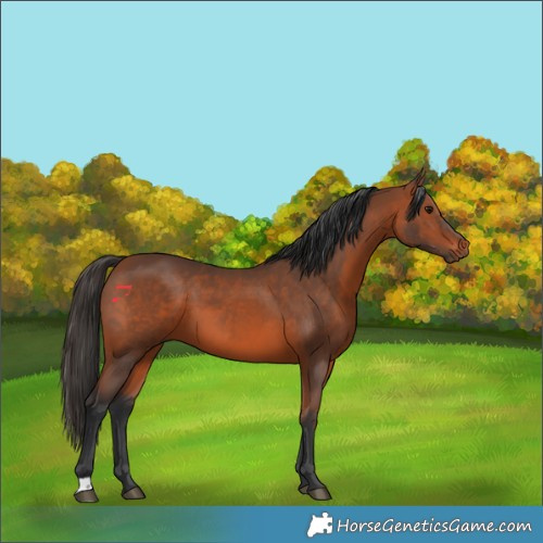 Horse Color:Bay 