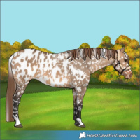 Horse Color:White Spotted Bay Dun Blanket 