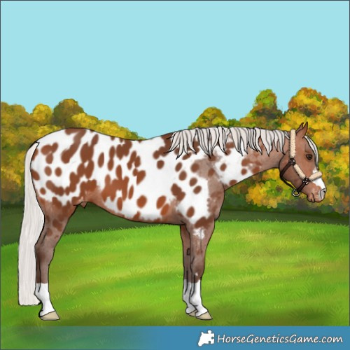 Horse Color:Silver Brown Appaloosa 