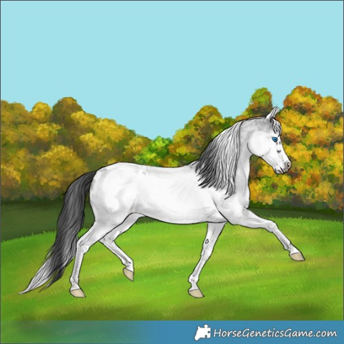 Horse Color:White Spotted Blue Roan Splash Frame Appaloosa