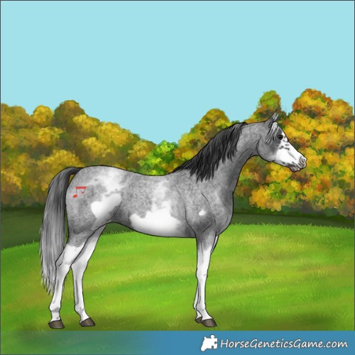 Horse Color:White Spotted Blue Roan Splash Frame Appaloosa 