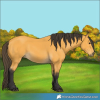 Horse Color:Buckskin 