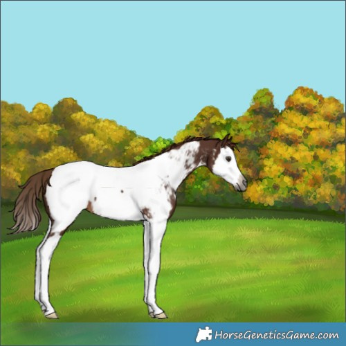 Horse Color:Gray Chestnut Splash Appaloosa 