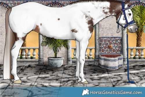 Horse Color:Gray Chestnut Splash Appaloosa 