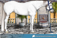 Horse Color:Gray Chestnut Splash Near Fewspot 