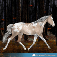Horse Color:White Spotted Silver Brown Snowdrop Pearl Dun Splash Tobiano Blanket Rabicano 
