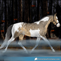 Horse Color:Buckskin Dun Splash Tobiano Blanket Rabicano