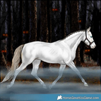 Horse Color:White Spotted Brown Snowdrop Dun Splash Tobiano Near Fewspot Rabicano 