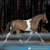 Horse Color:Bay Dun Tobiano Appaloosa Rabicano