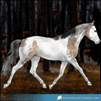 Horse Color:White Spotted Brown Dun Splash Tobiano Rabicano 