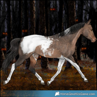 Horse Color:Brown Dun Tobiano Snowcap Rabicano 