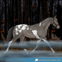 Horse Color:Grullo Tobiano Blanket Rabicano