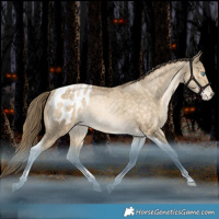 Horse Color:Brown Snowdrop Pearl Tobiano Appaloosa Rabicano